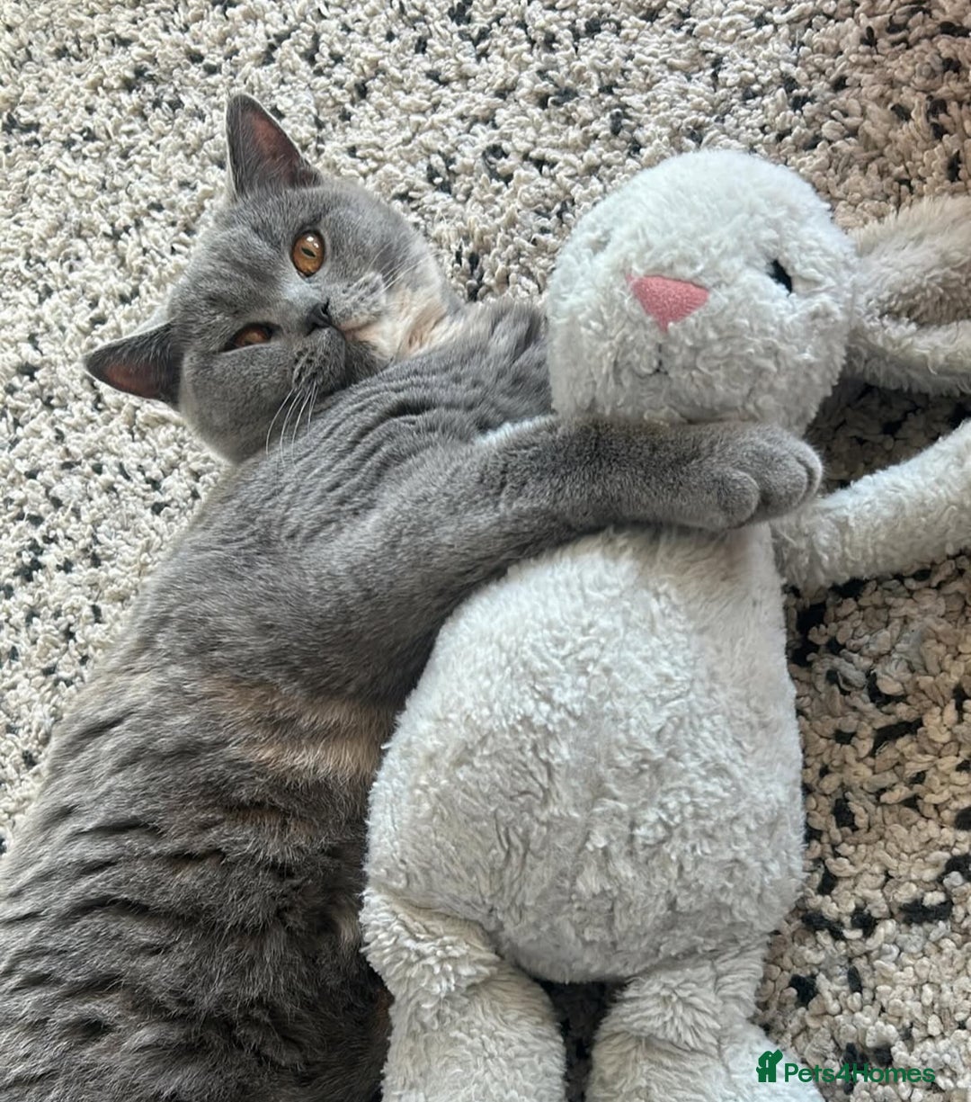 British Shorthair cats for sale: GCCF Active Registration  - Image 1