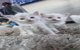 Ragdoll cats for sale: Ready in a week! Stunning Rare Ragdoll babies! - Image 11