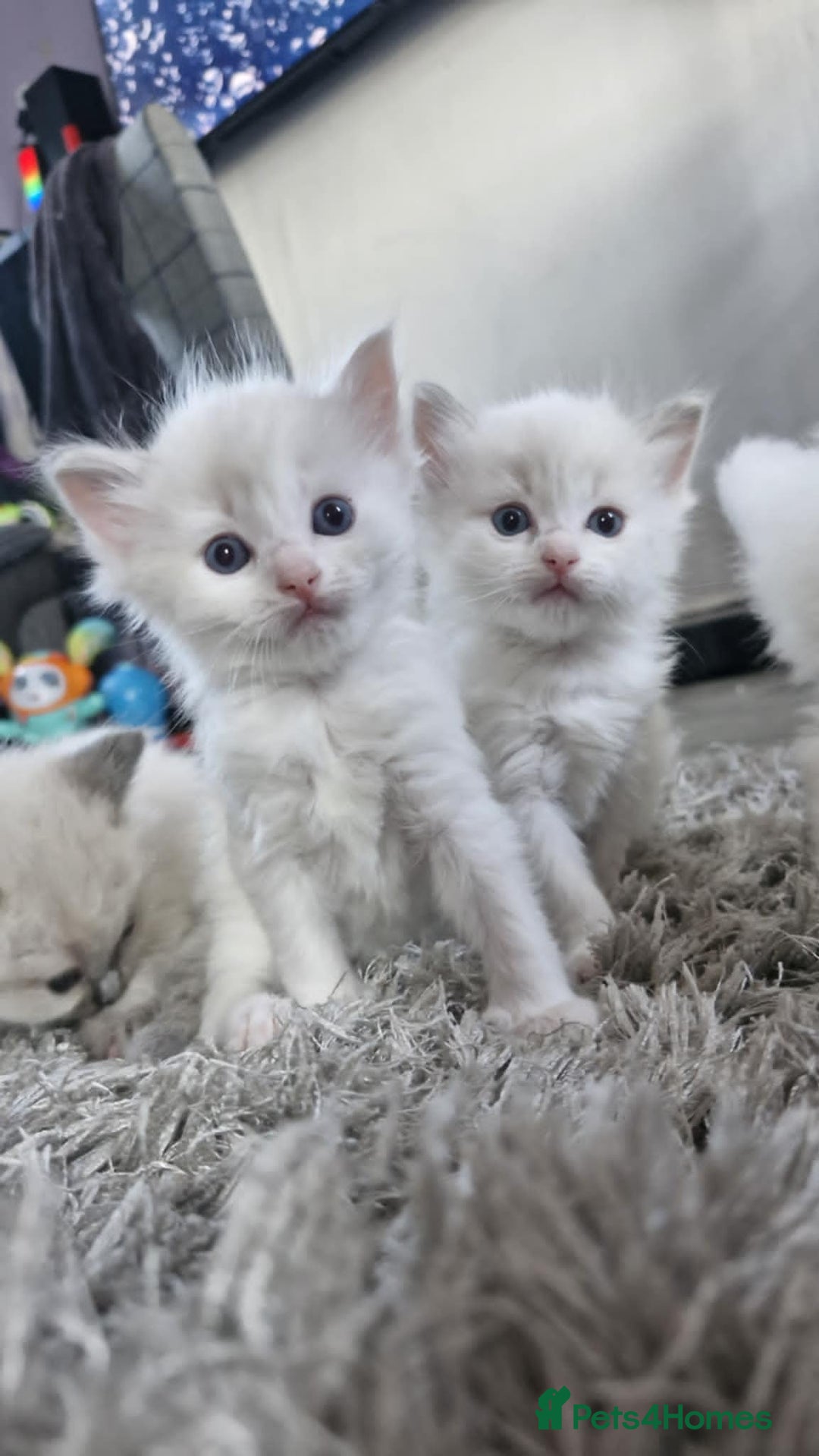 Ragdoll cats for sale: Ready in a week! Stunning Rare Ragdoll babies! - Image 11