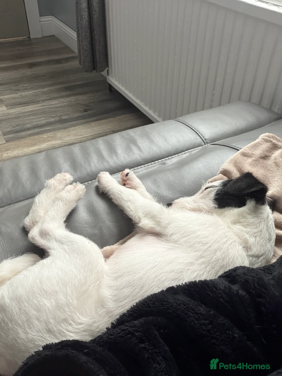 Parson Russell dogs for sale: Parson Pup - Advert 3