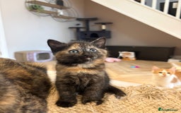 Mixed Breed cats for sale: Tortoise shell girl kitten for sale  - Image 1