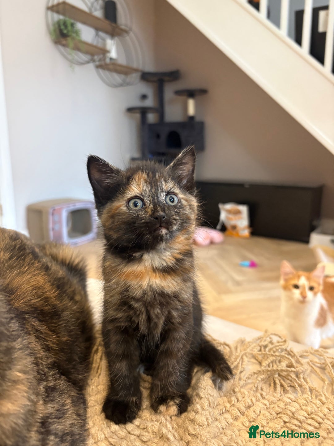 Mixed Breed cats for sale: Tortoise shell girl kitten for sale  - Image 1