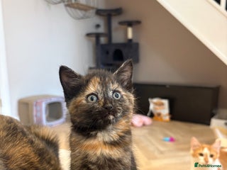 Mixed Breed cats - Advert 3