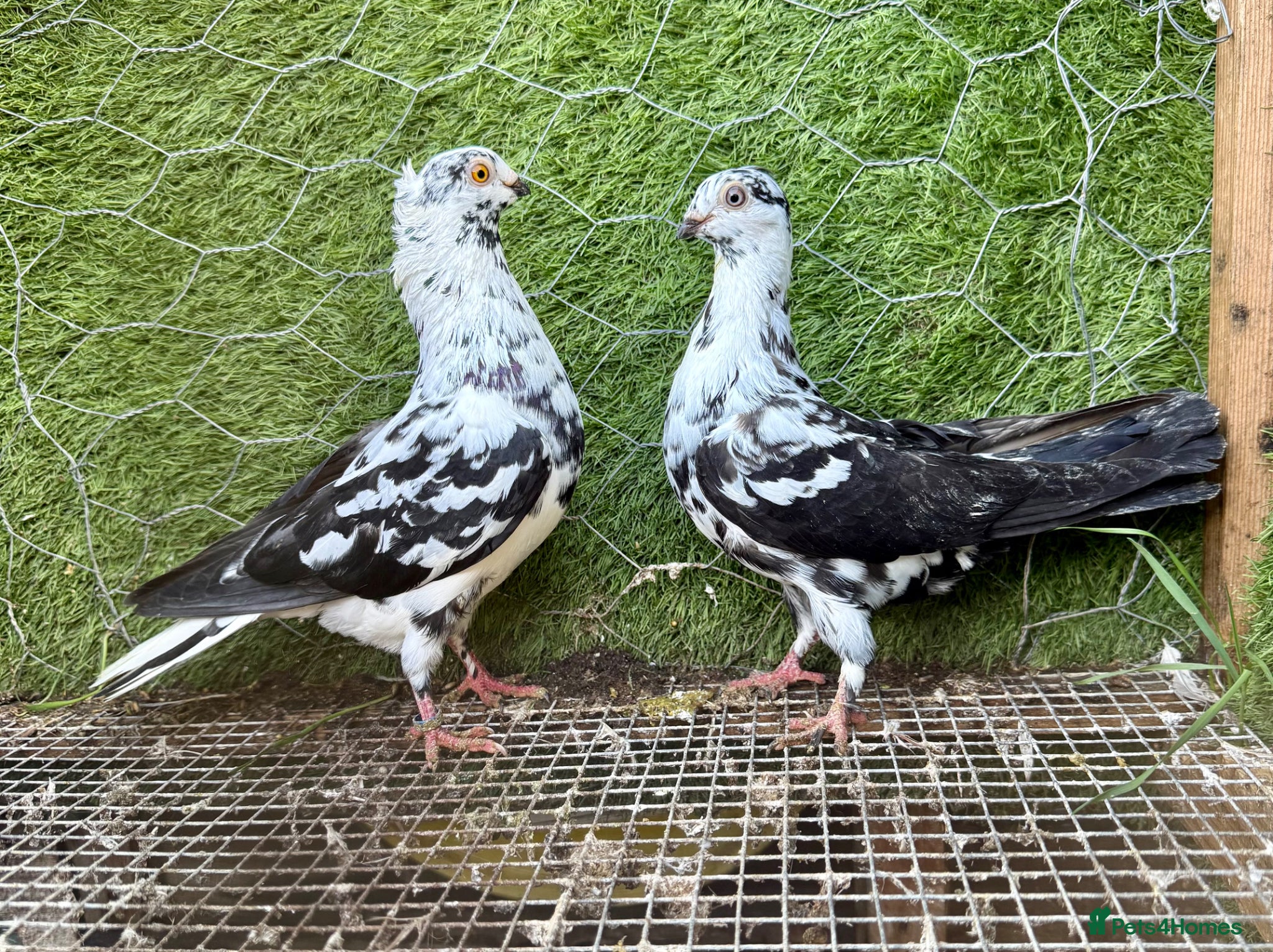 Pigeons birds Strong Healthy Pigeons £70 Pair - Advert 2