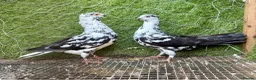 Pigeons birds for sale: Strong Healthy Pigeons £70 Pair - Advert 2