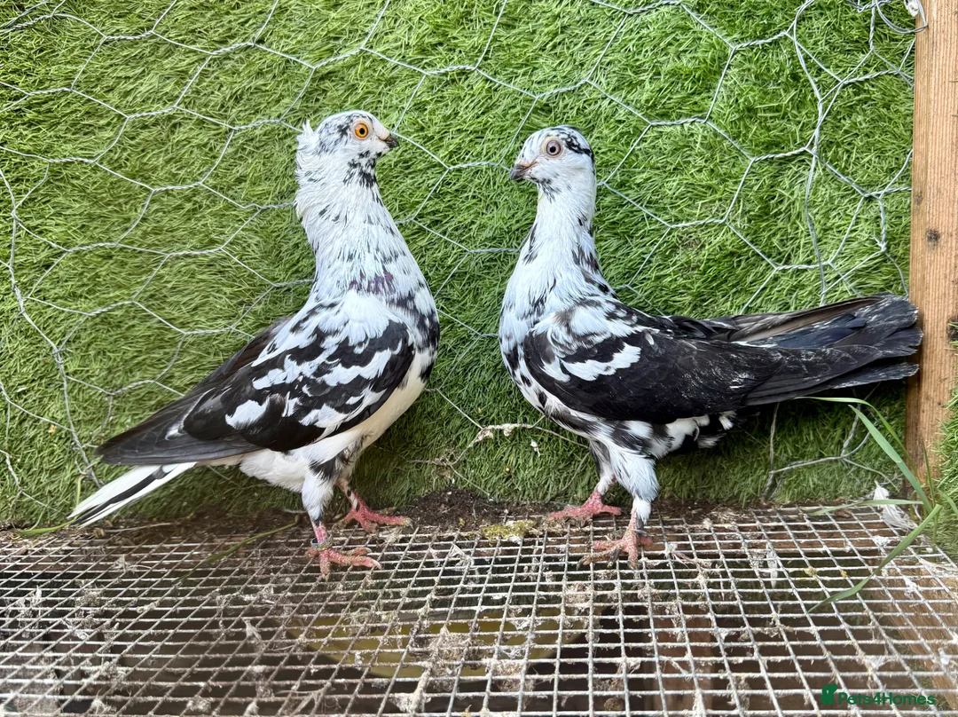 Pigeons birds for sale: Strong Healthy Pigeons £70 Pair - Advert 2