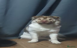 Mixed Breed dogs for sale: 3 beautiful bitches - Image 19