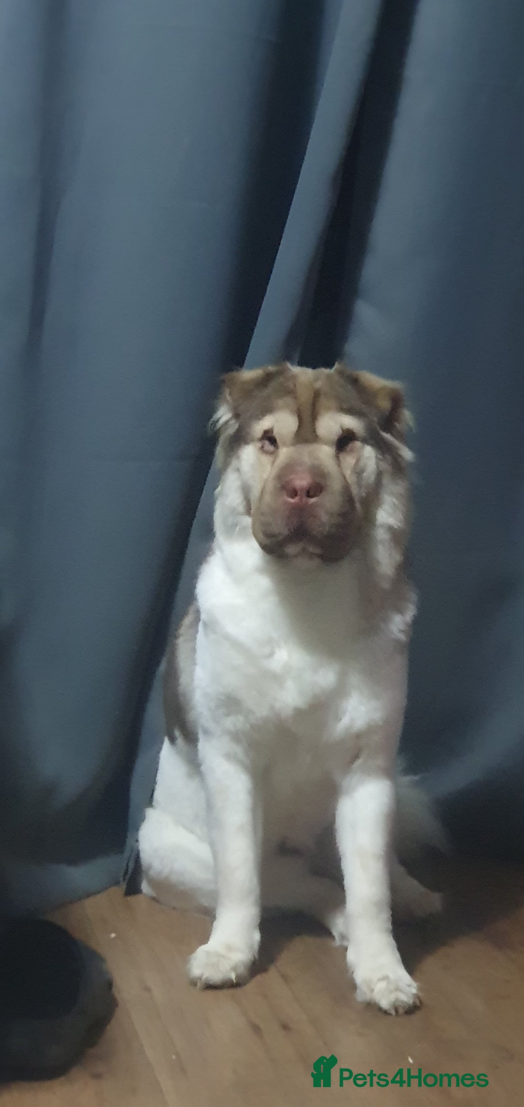 Mixed Breed dogs for sale: 3 beautiful bitches - Image 19