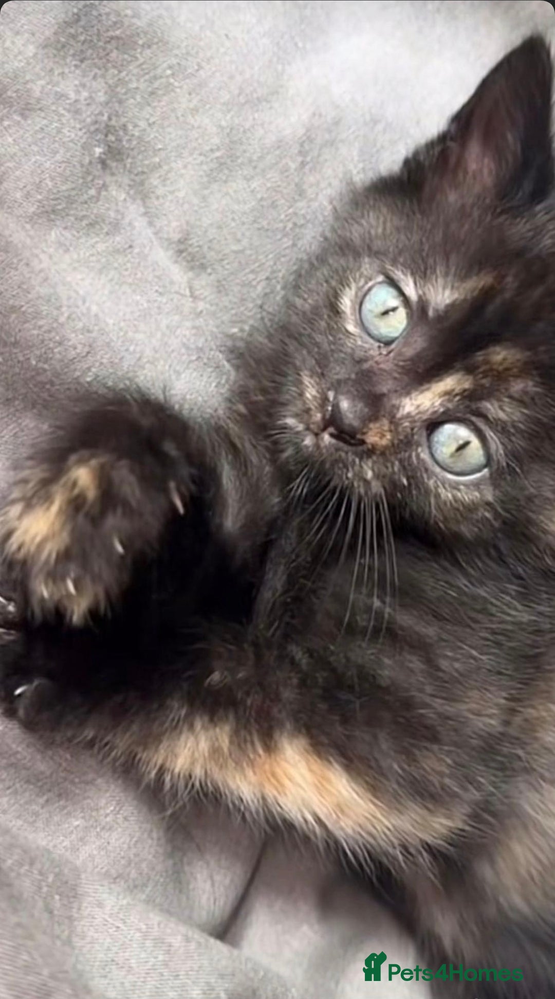 Mixed Breed cats for sale: toritoshell kittens  - Image 6