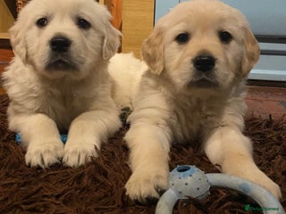 Golden Retriever dogs Golden Retrievers for sale - Advert 1