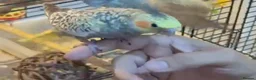 Cockatiels birds for sale: Cockatiel  - Advert 5