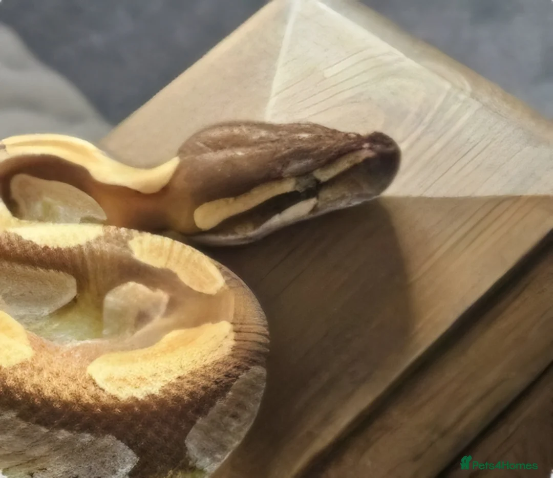 Python Snake reptiles for sale: Male Enchi Mojave 66% het Monarch ball python - Advert 2