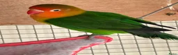 Lovebirds birds for sale: Love bird 60 pound  - Advert 3