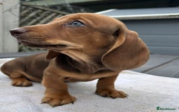 Dachshund dogs for sale: Mini dachshund  - Image 2