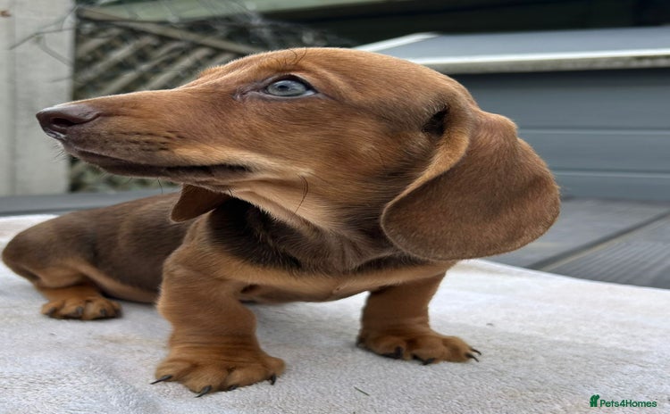 Dachshund dogs - Advert 5