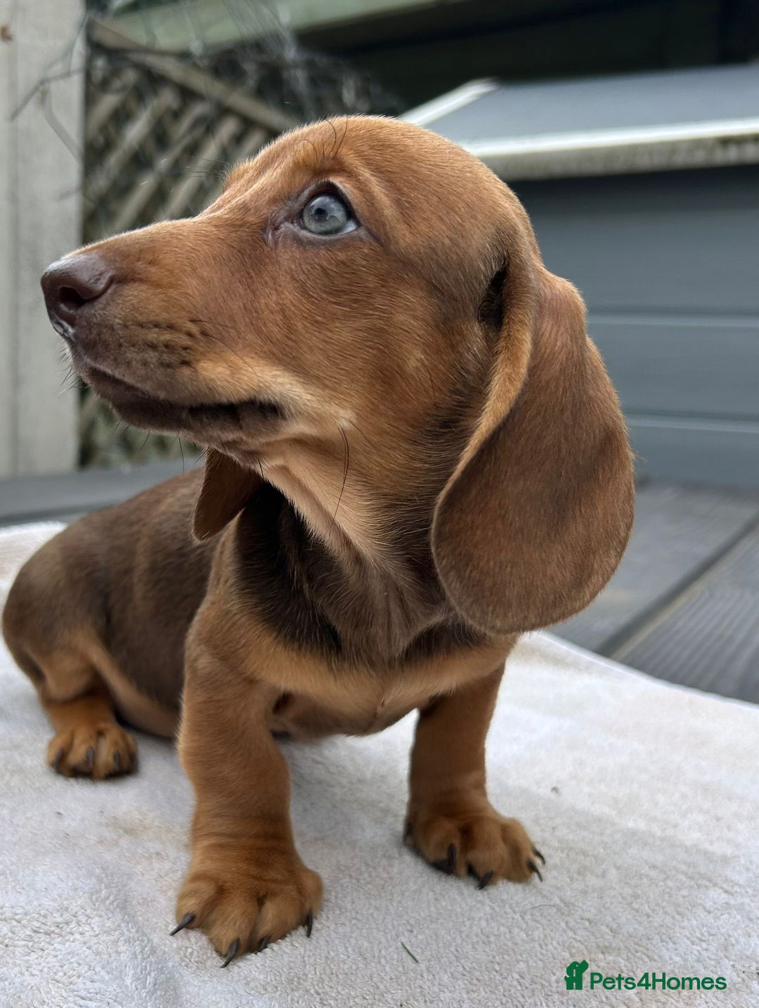 Dachshund dogs for sale: Mini dachshund  - Image 2