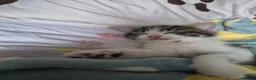 Mixed Breed cats for sale: Kittens - Advert 12