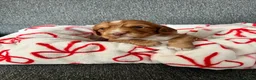 Cocker Spaniel dogs for sale: Cocker puppies in Bishop Auckland - Advert 5