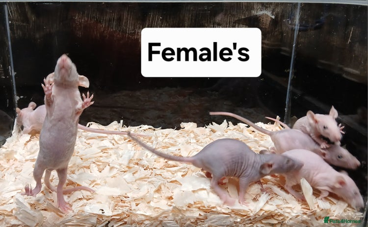 Rat rodents - Advert 8