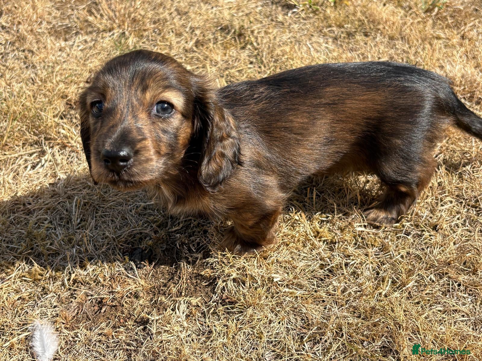 Dachshund dogs KC reg, champion bloodline, female mini dachshund - Advert 1