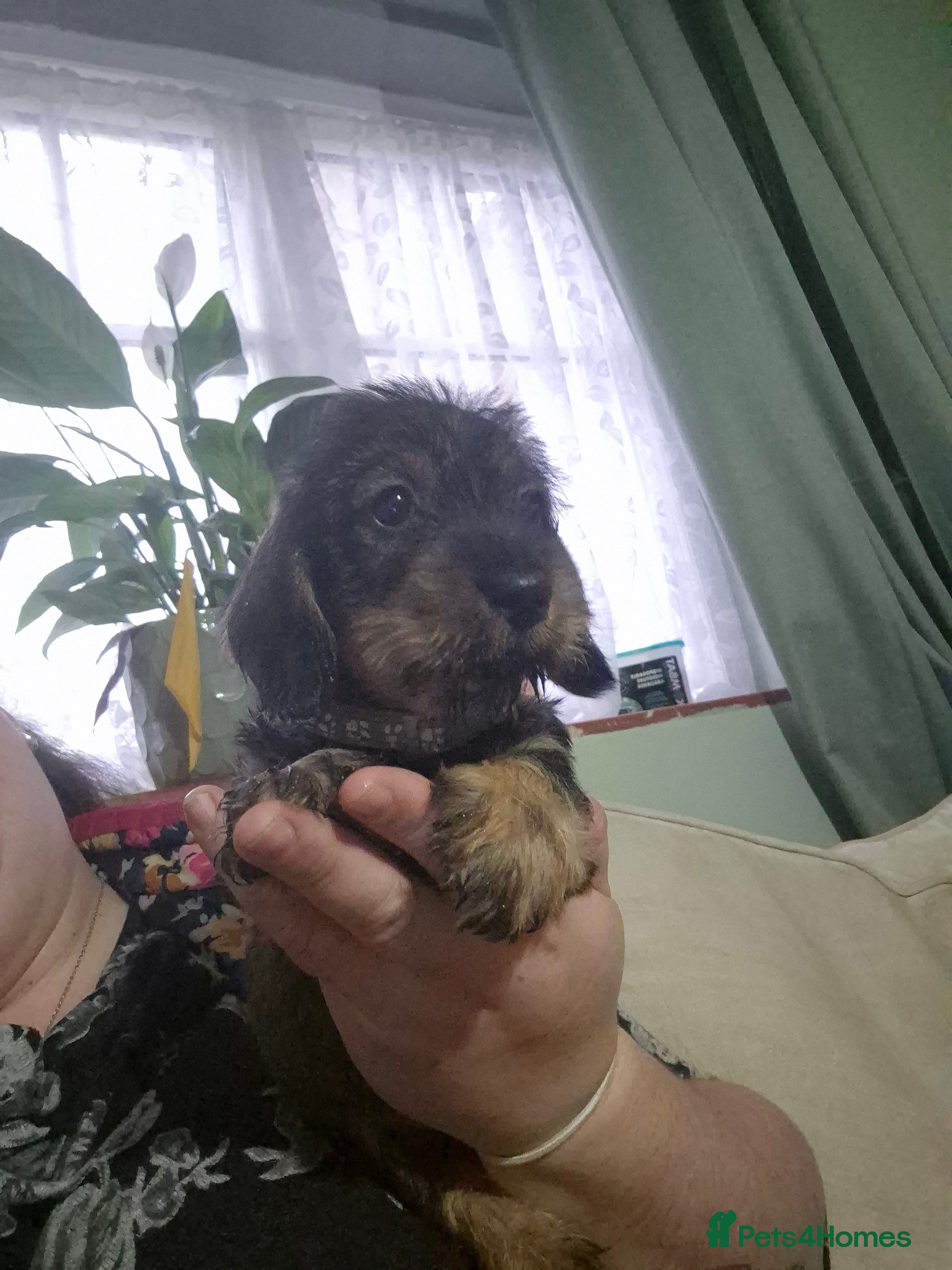 Miniature Dachshund dogs Miniature wire dachshunds  - Advert 5