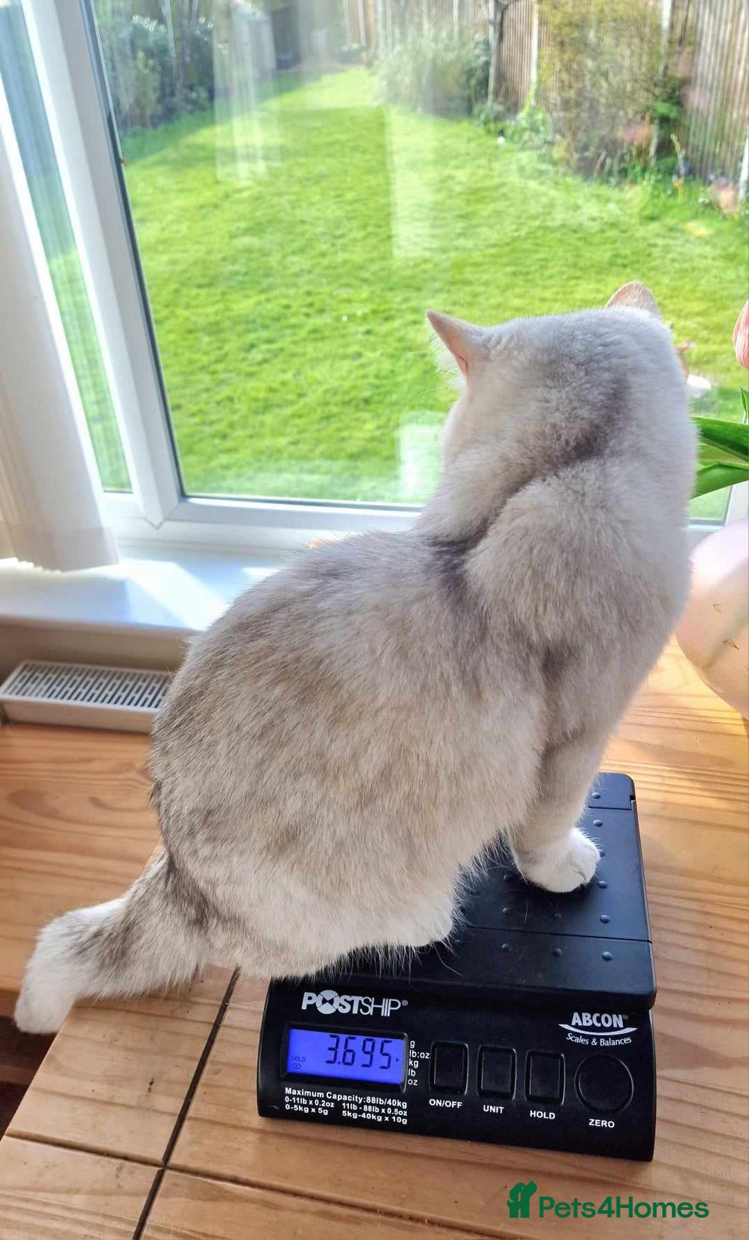 British Shorthair cats for stud: ❤ British Short Hair Active Stud ❤ Champion ❤ in Doncaster - Advert 21