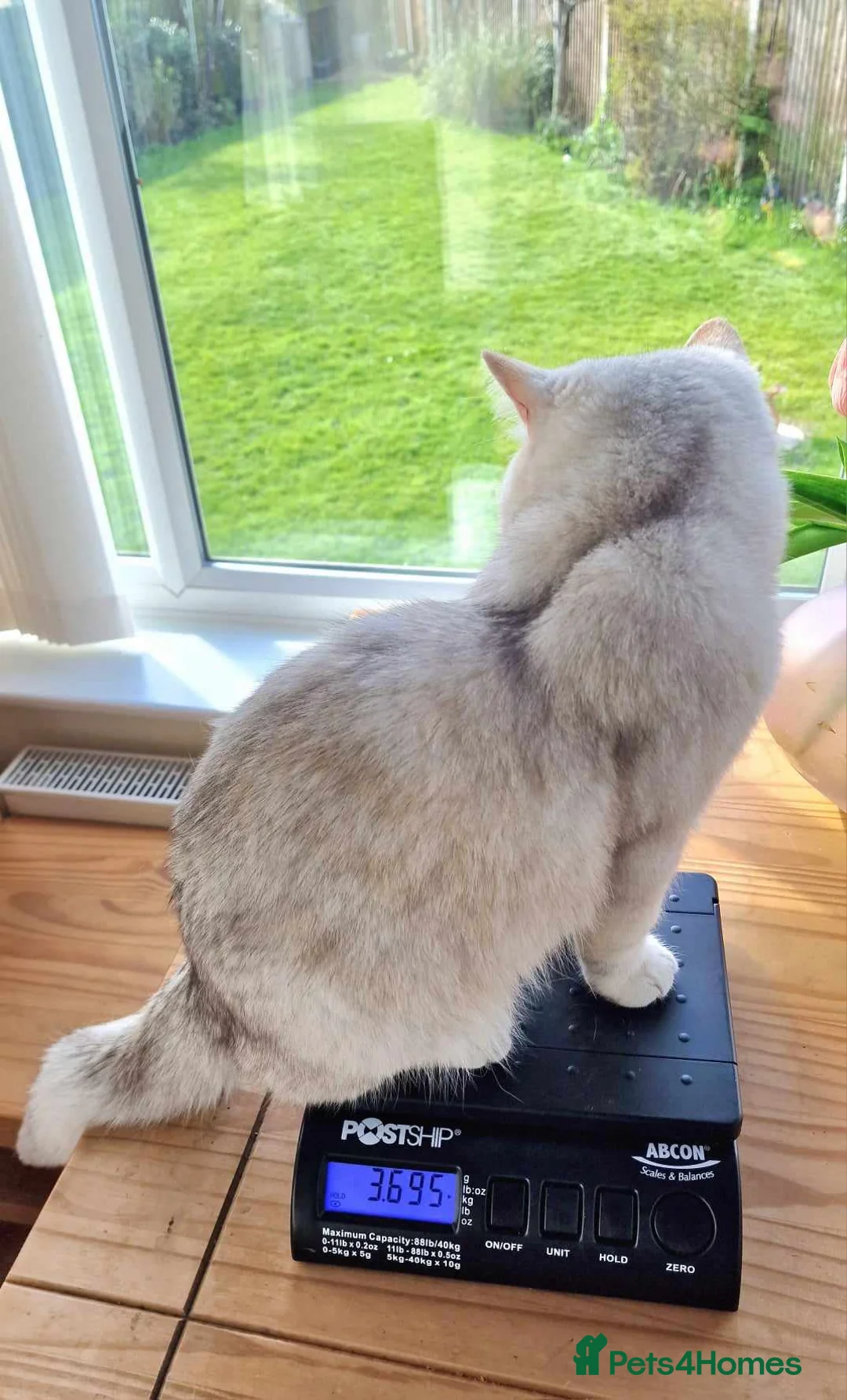 British Shorthair cats for stud: ❤ British ShortHair Active Stud ❤ Champion ❤ in Doncaster - Advert 20