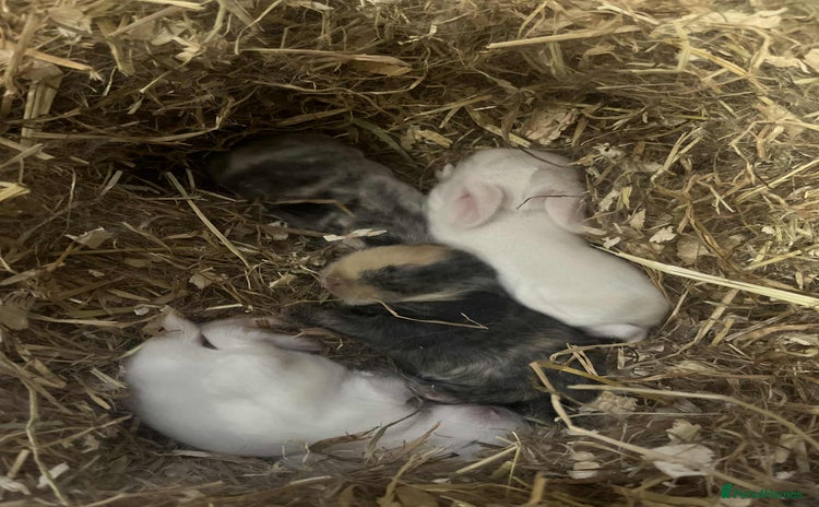 Mini Lop rabbits - Advert 1