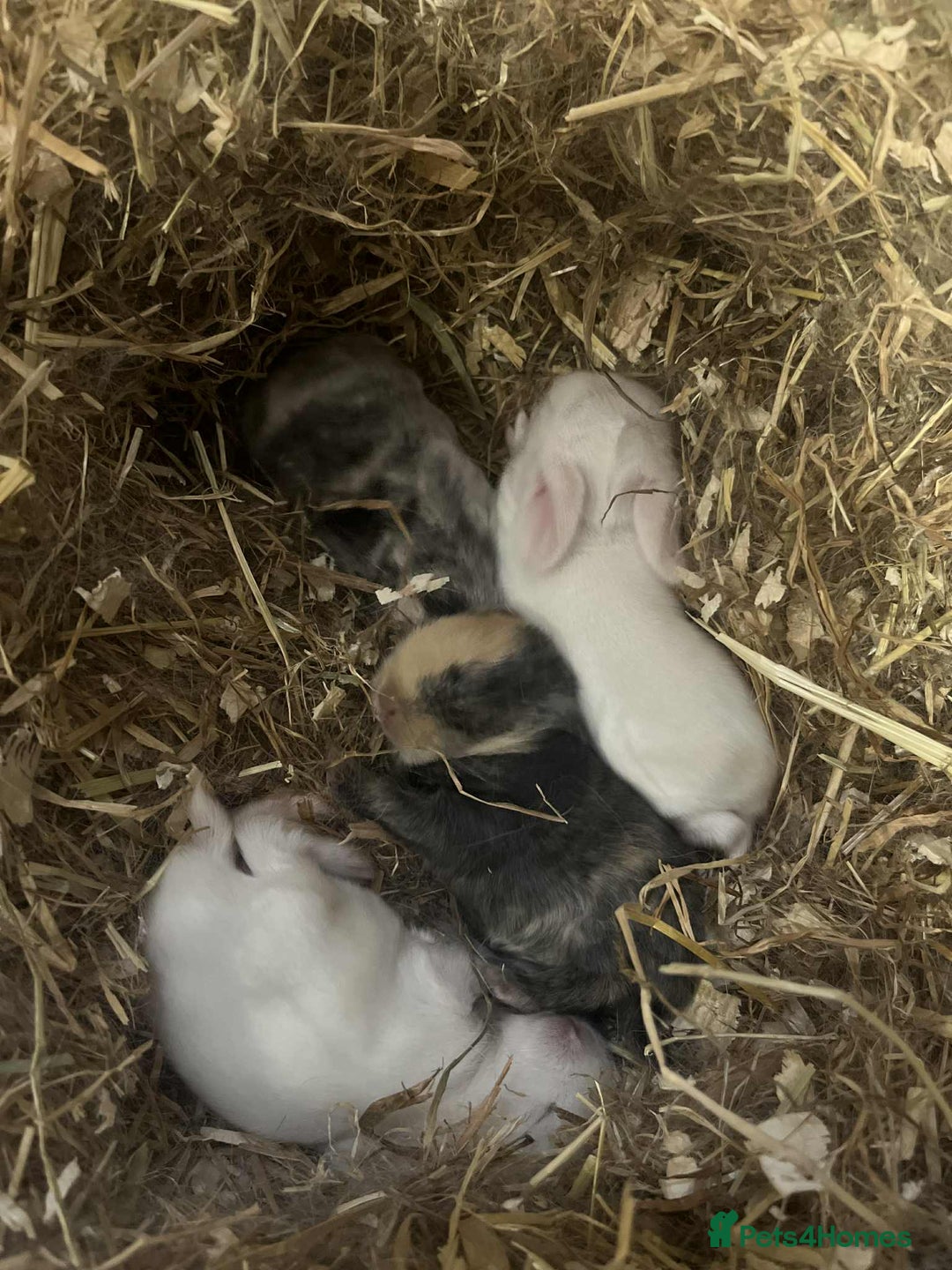 Mini Lop rabbits for sale: Gorgeous mini lop babies - Image 1