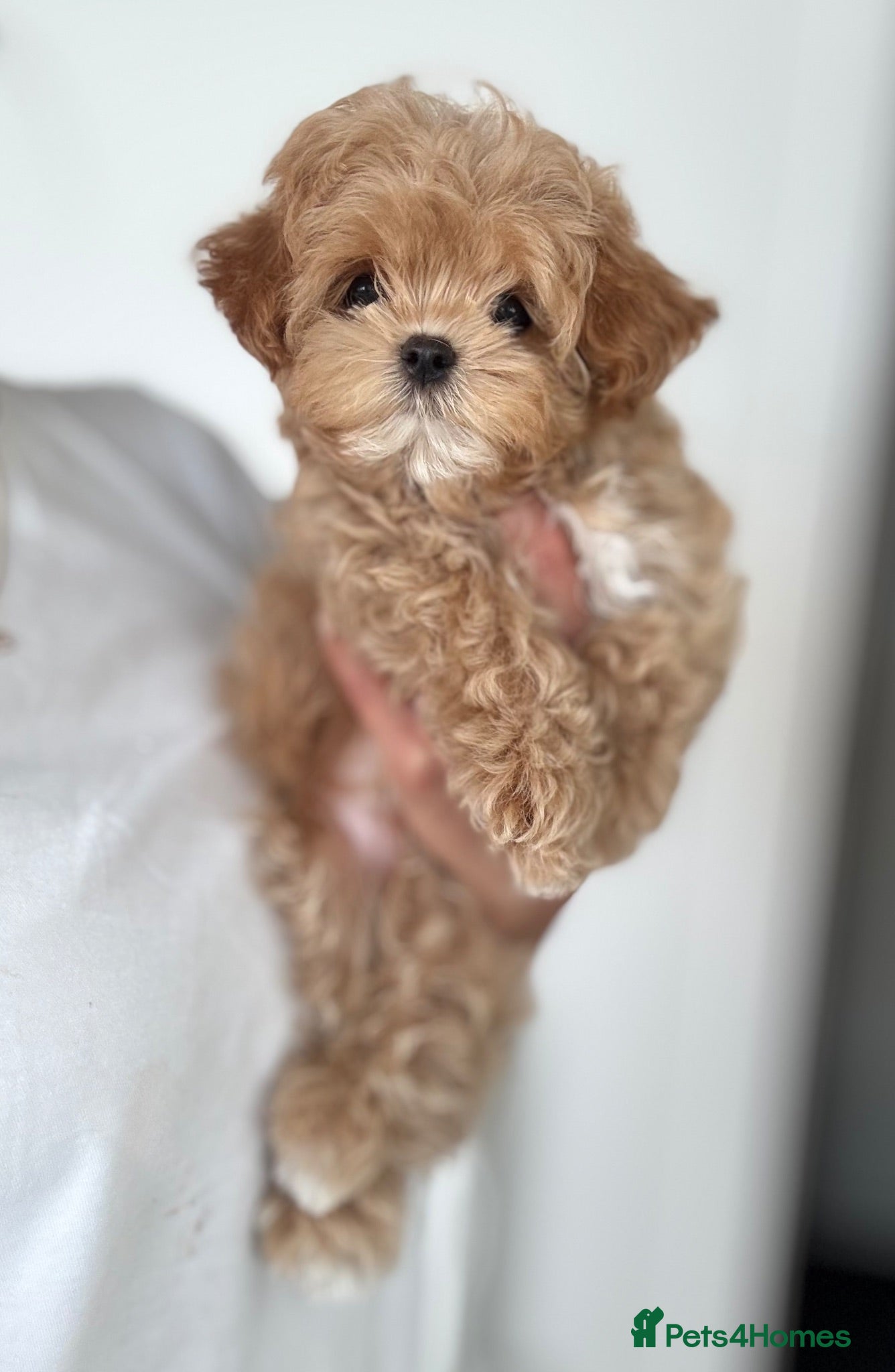 Maltipoo dogs 🧸READY NOW True Asian Maltipoo Girl DNA Clear🧸 - Advert 2