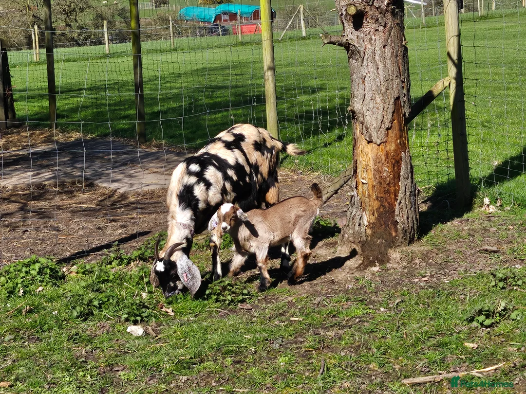 Goats livestock for sale: Mini nubian wether goat kid - Advert 1