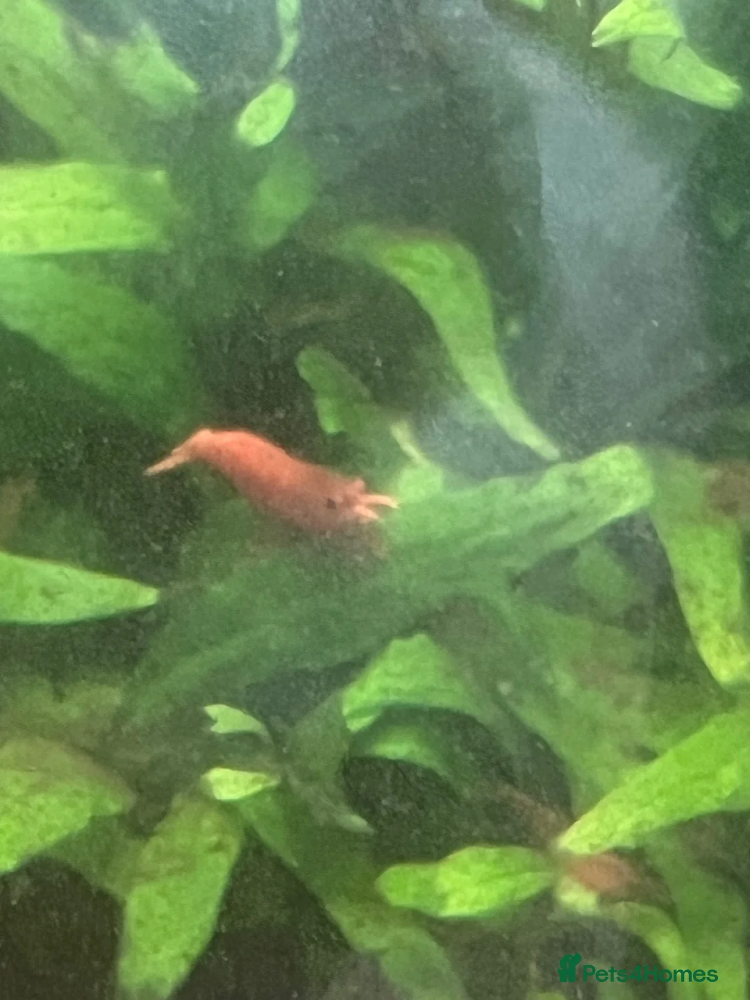 Shrimps fish for sale: Variety of neocaridina shrimp - Advert 2
