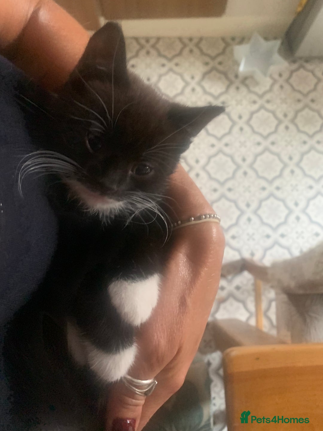 Mixed Breed cats for sale: Part Persian  - Image 20