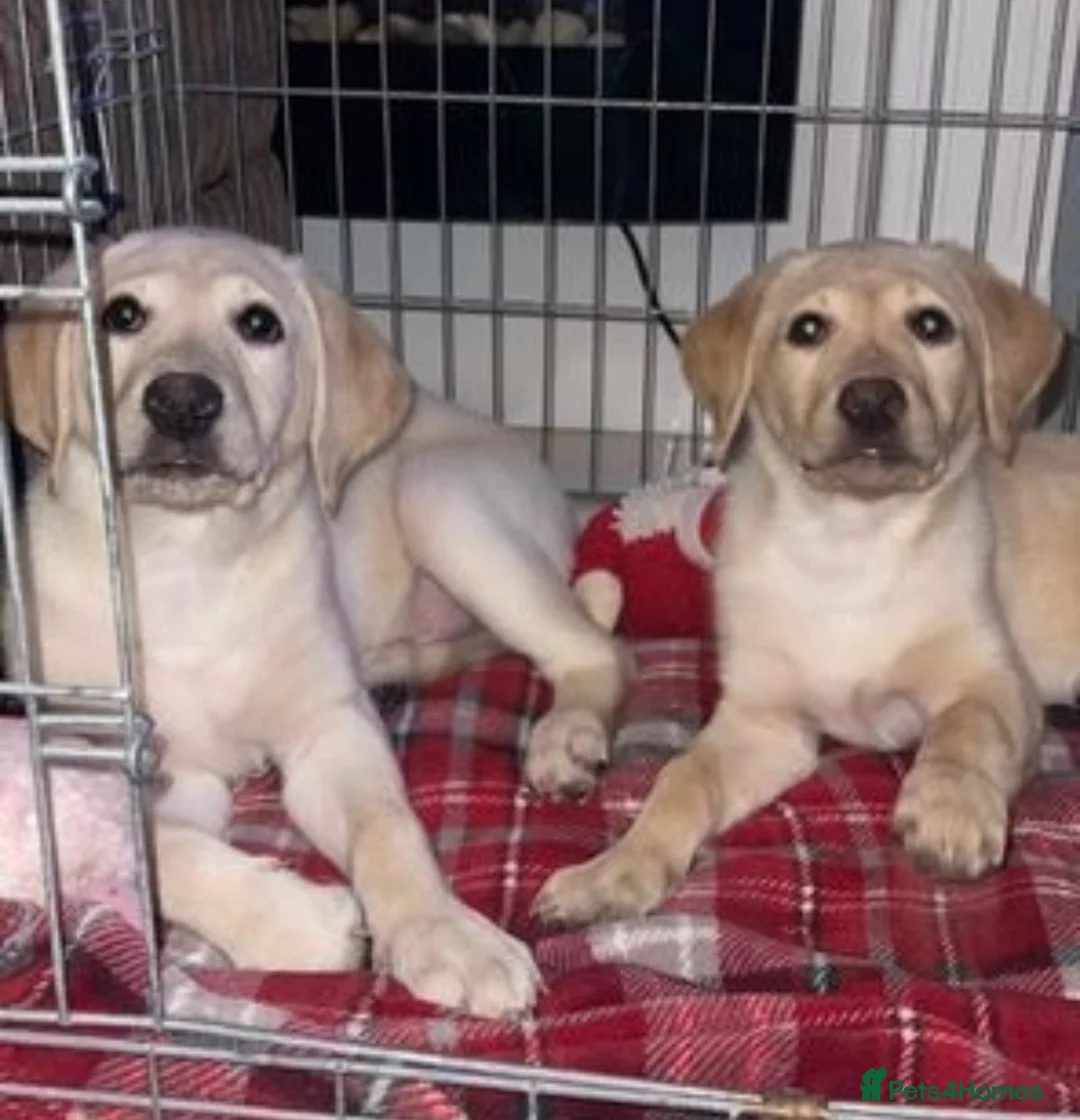 Labrador Retriever dogs for stud: KC Registered Yellow Labrador, Proven Stud  in Coalville - Advert 24