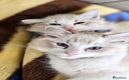 Ragdoll cats for sale: Ragdoll kittens TICA beautiful quality cats  - Image 1