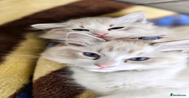 Ragdoll cats - Advert 12