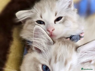 Ragdoll cats - Advert 14