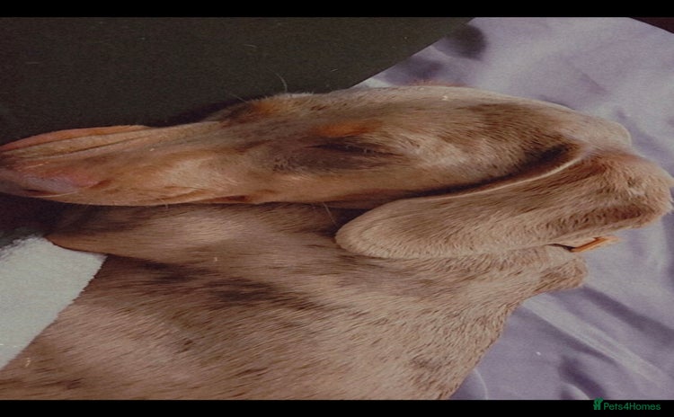 Miniature Dachshund dogs - Advert 4