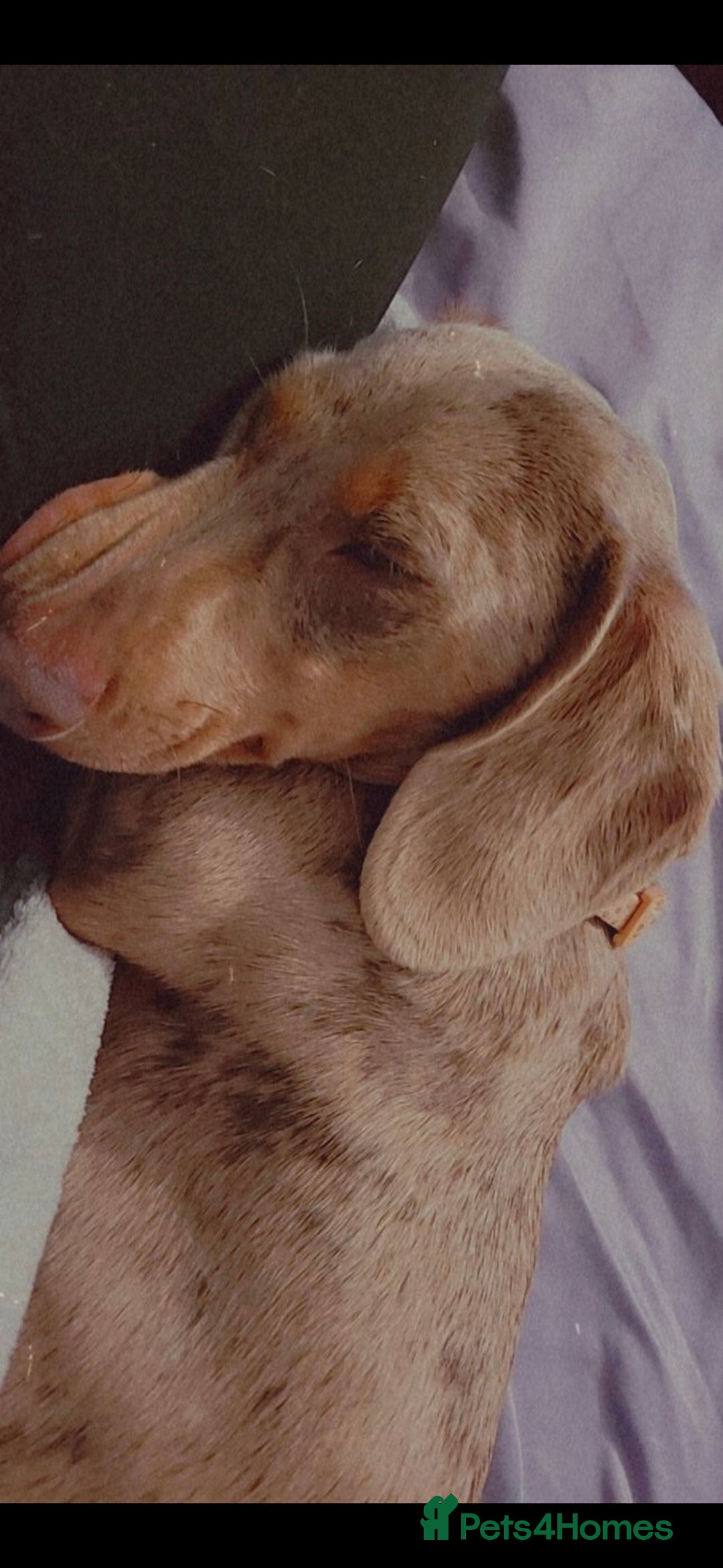 Miniature Dachshund dogs for sale: loving and plaful minitur daschound - Image 1