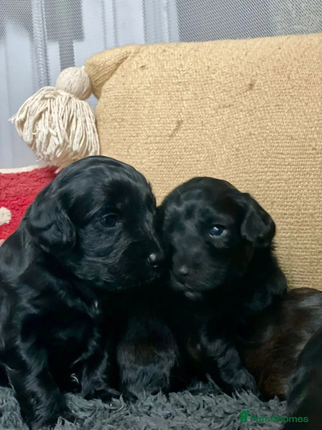 Cavapoo dogs for sale: Beautiful Cavapoo puppies for sale  - Advert 11