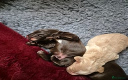 Cocker Spaniel dogs for sale: Working Cocker Spaniel Puppies  - Image 6