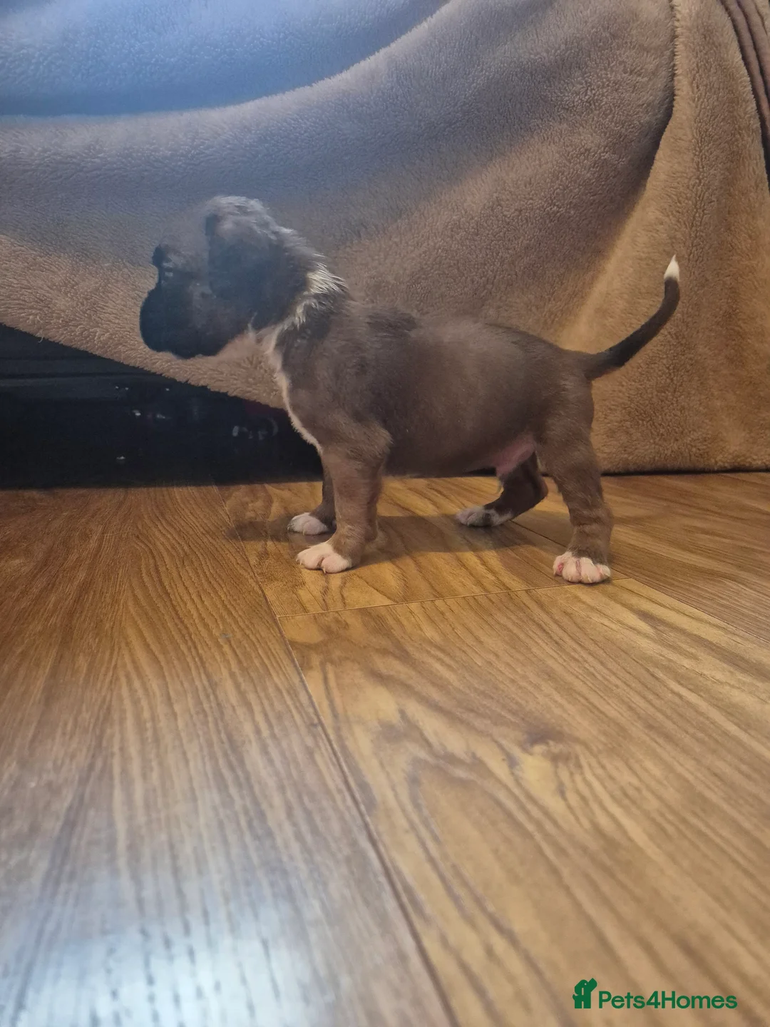 Boxer dogs for sale: STUNNING KC BOXER PUPPIES WITH CHAMPION BLOODLINES - Advert 18