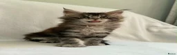 Maine Coon cats for sale: TICA Registered XXL Maine Coon– Black Silver Tabby - Advert 9