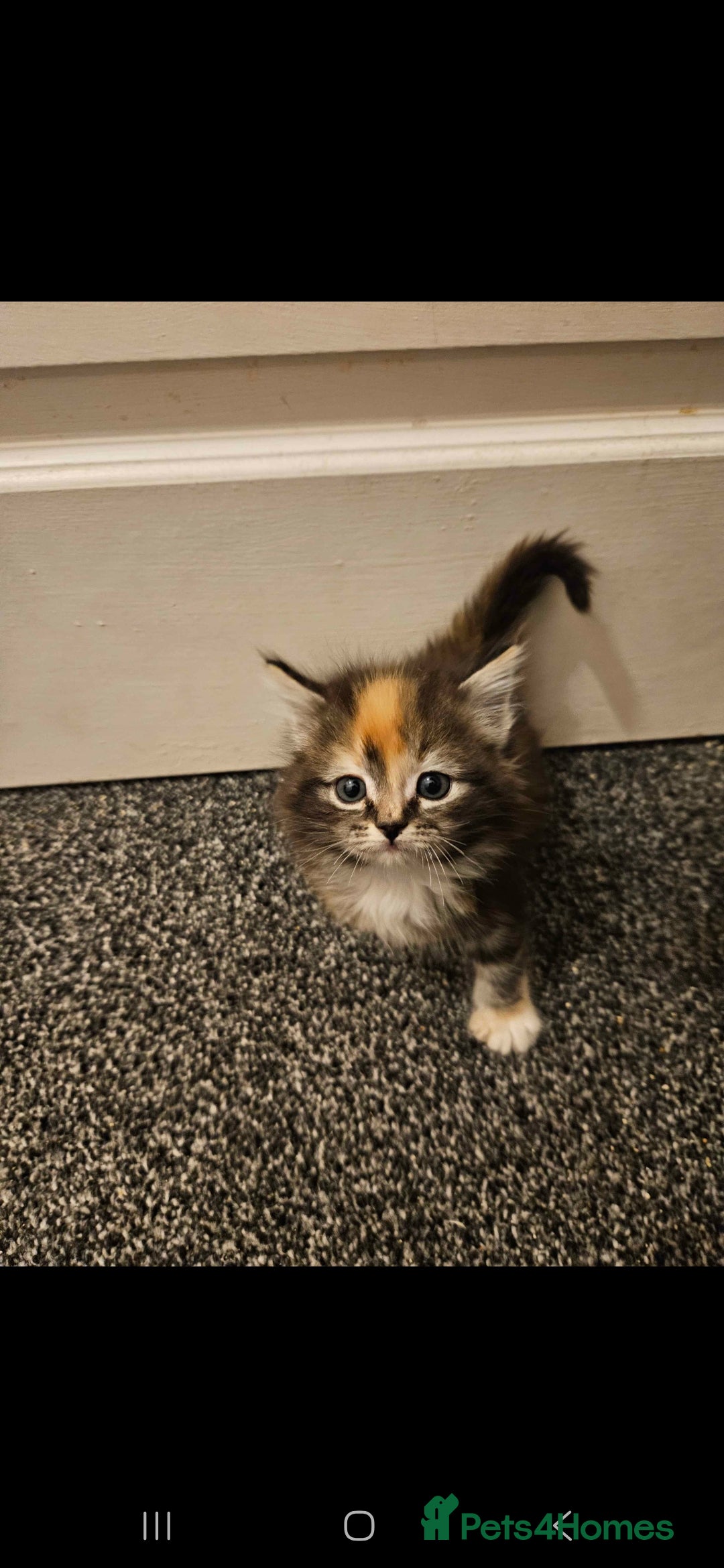 Mixed Breed cats Half Ragdoll  - Advert 2