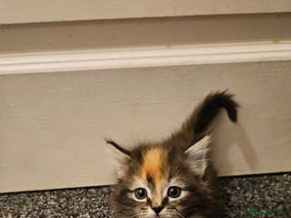 Mixed Breed cats Half Ragdoll - Advert 14