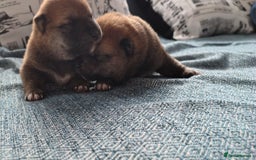 Japanese Shiba Inu dogs for sale: Japanese Shiba Inu - Image 6