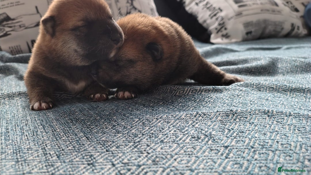 Japanese Shiba Inu dogs for sale: Japanese Shiba Inu - Image 6