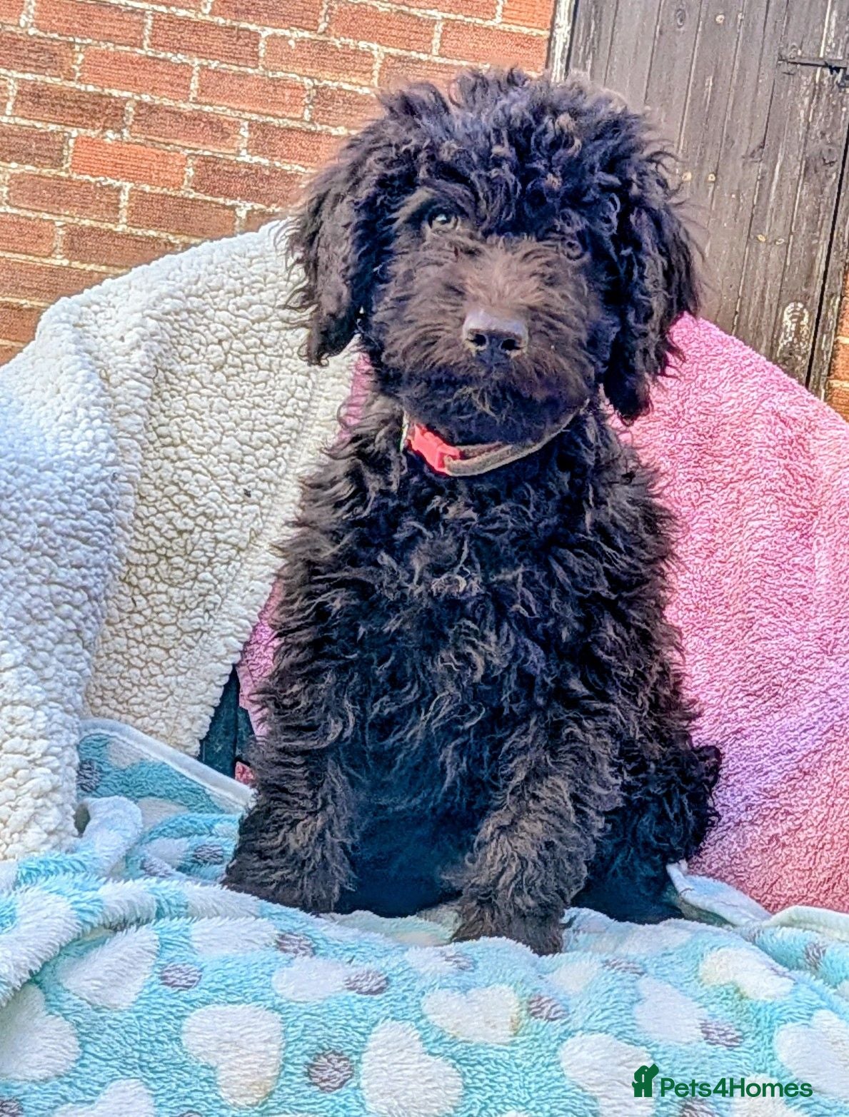 Spanish Water Dog dogs for sale: Spanish water dog  - Advert 1