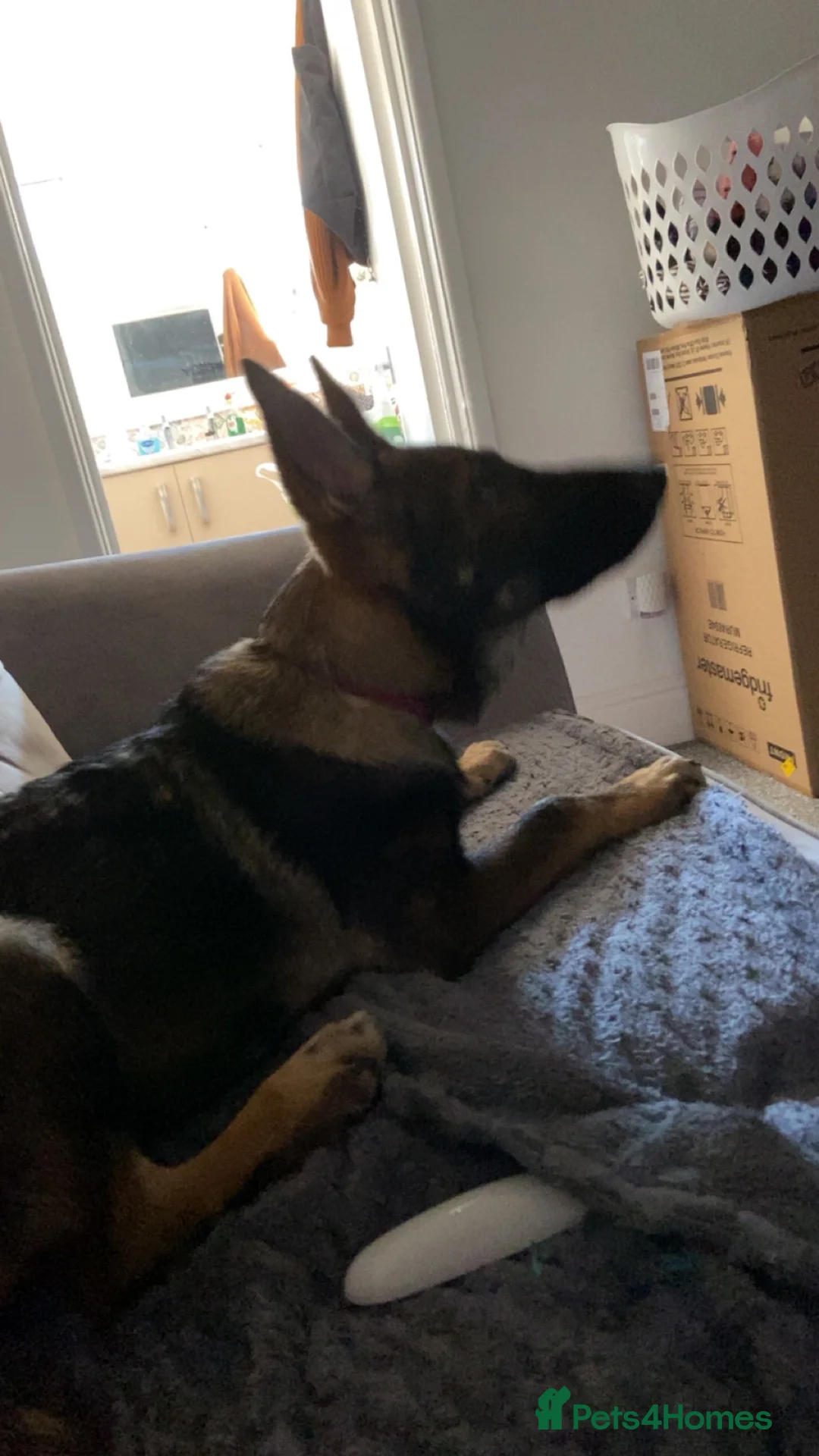 German Shepherd dogs for sale: German shepherd boy /max 🩵🐾 - Advert 7