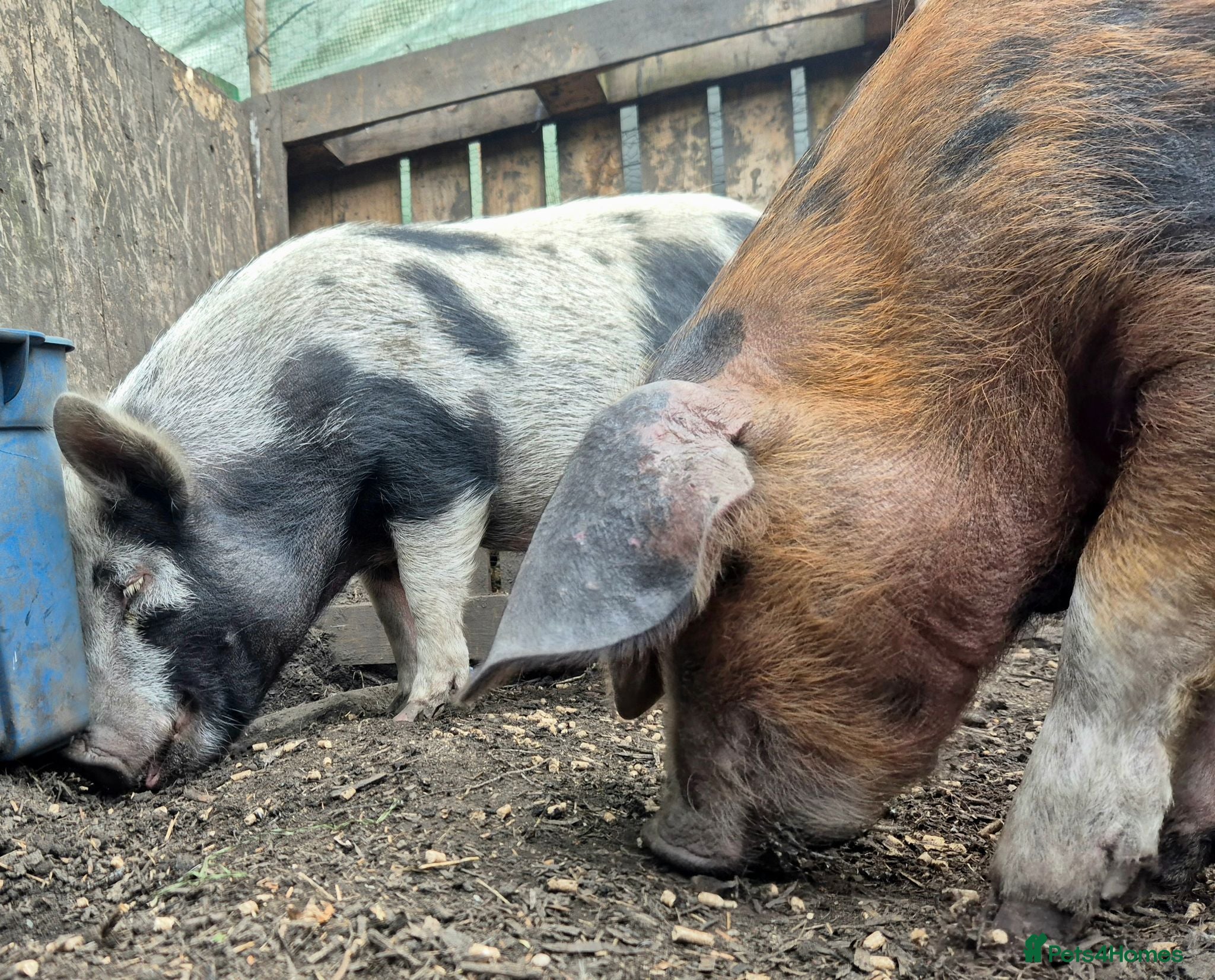 Pig livestock Pet Pigs - Advert 1